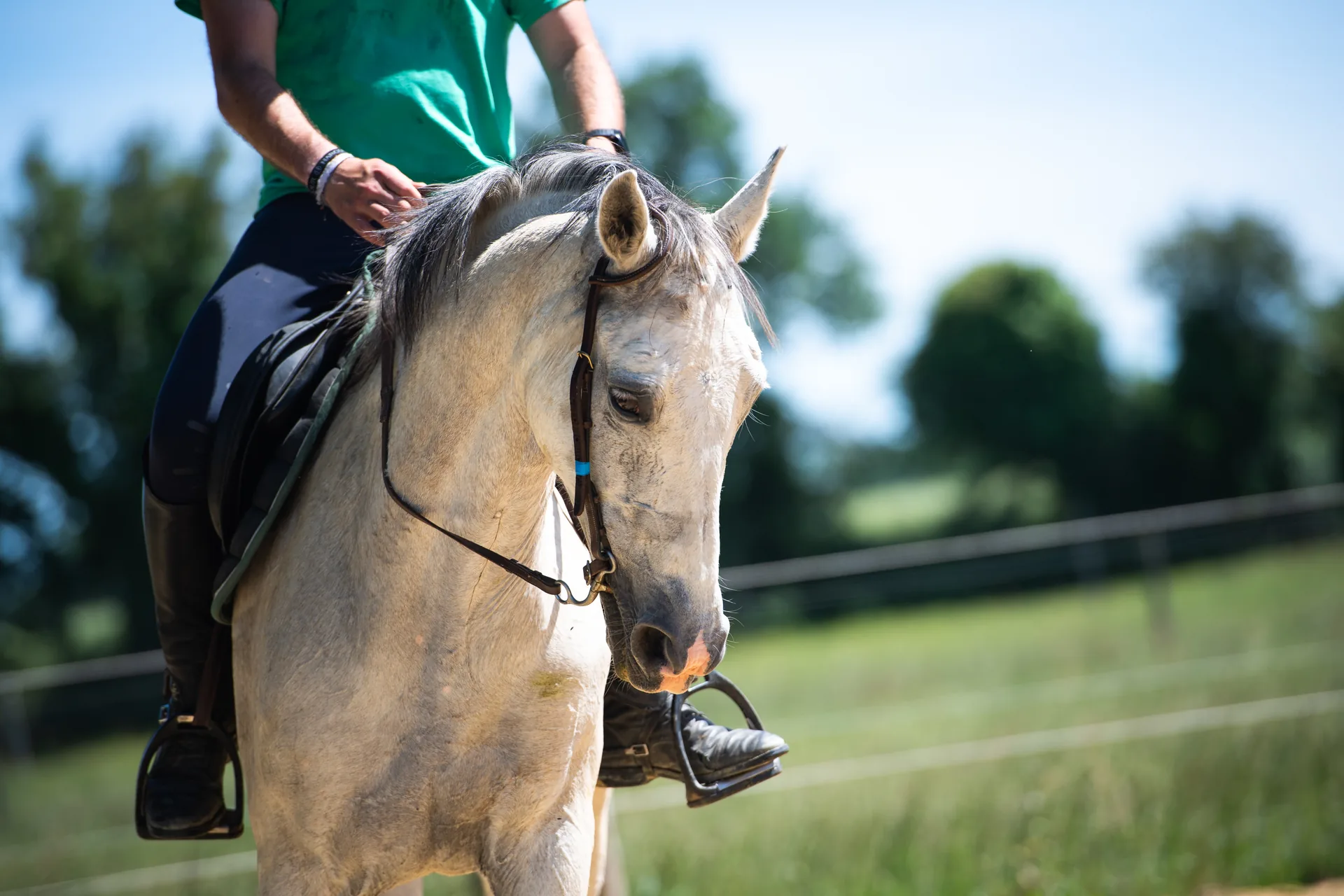 Le cheval au cœur du Domaine