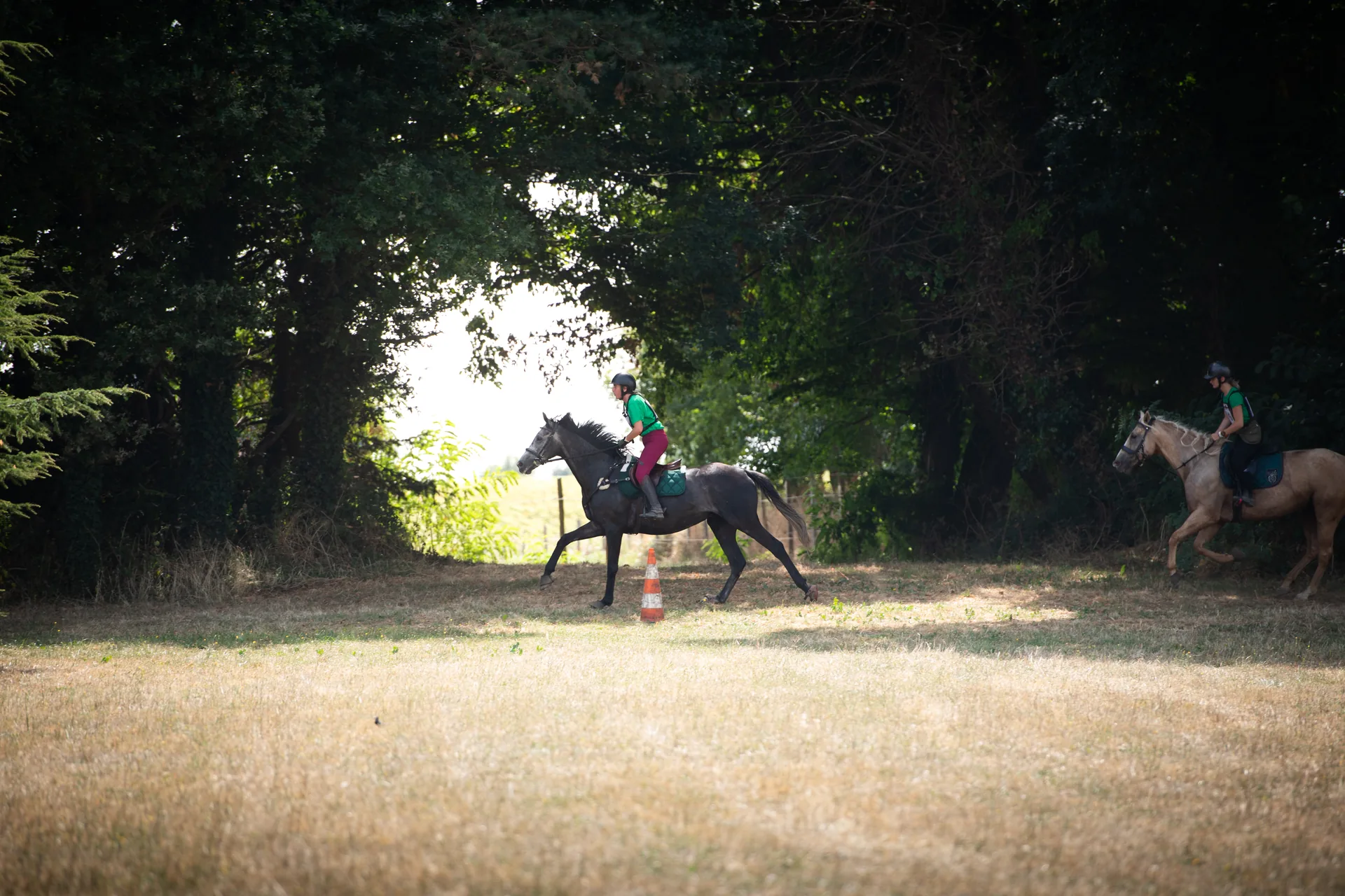 Le cheval au cœur du Domaine